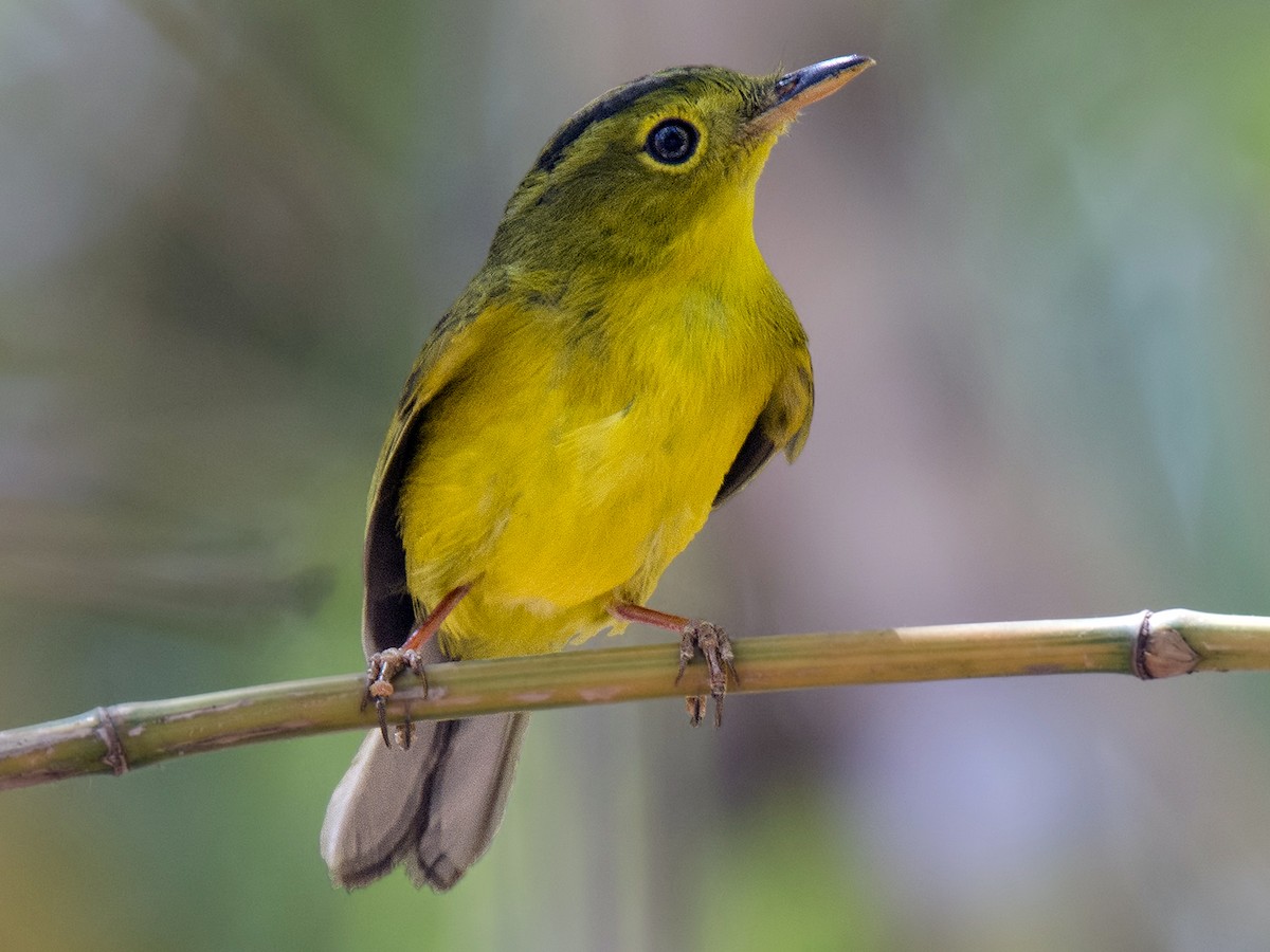 Green-crowned Warbler - Phylloscopus burkii - Birds of the World