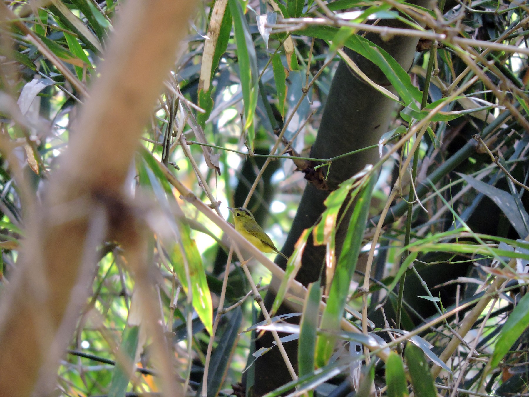 Green-crowned Warbler - Arabinda Pal