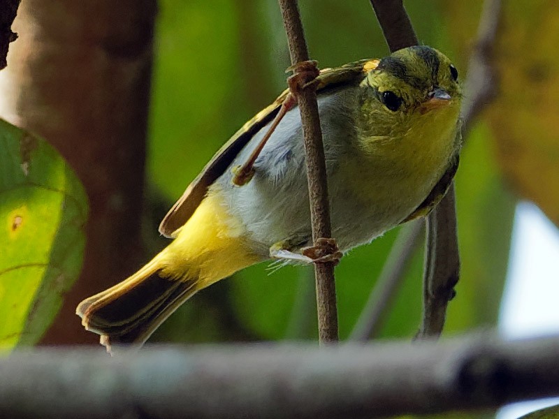 Yellowvented Warbler eBird