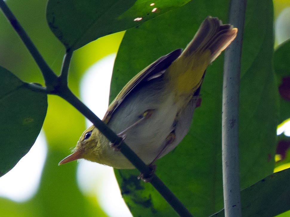 Yellowvented Warbler eBird