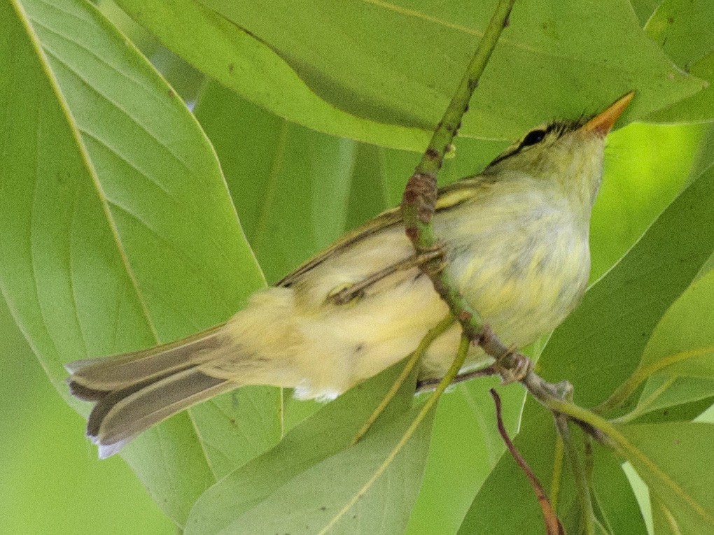 Blyth's Leaf Warbler - Sutirtha Lahiri