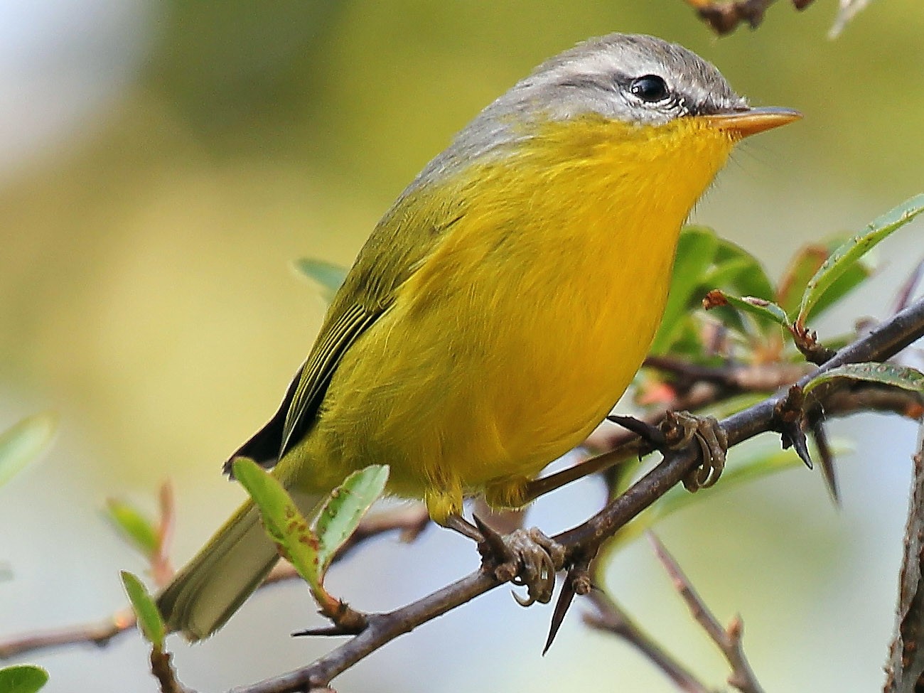 Gray-hooded Warbler - Tushar Tripathi