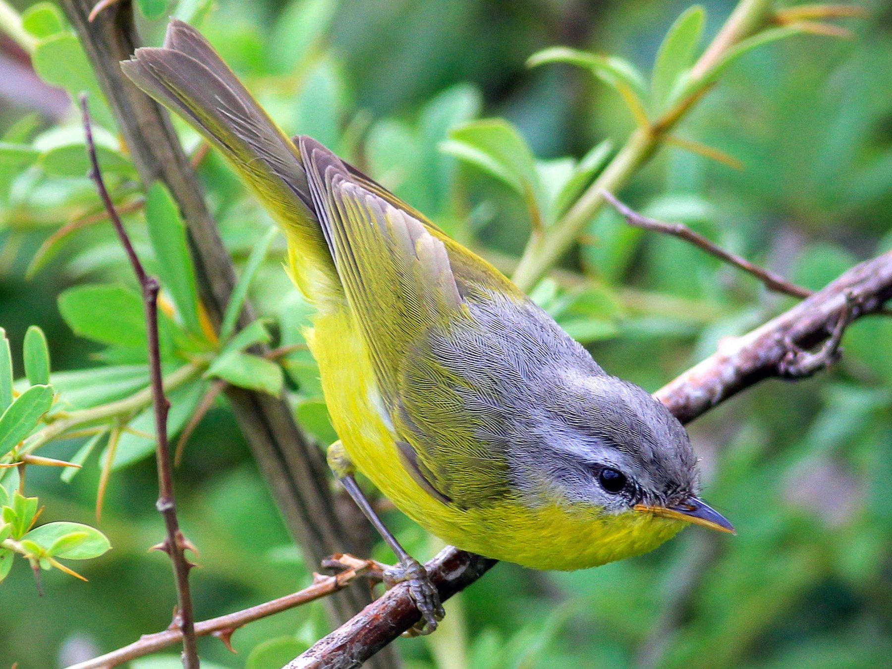 Gray-hooded Warbler - Stefan Hirsch