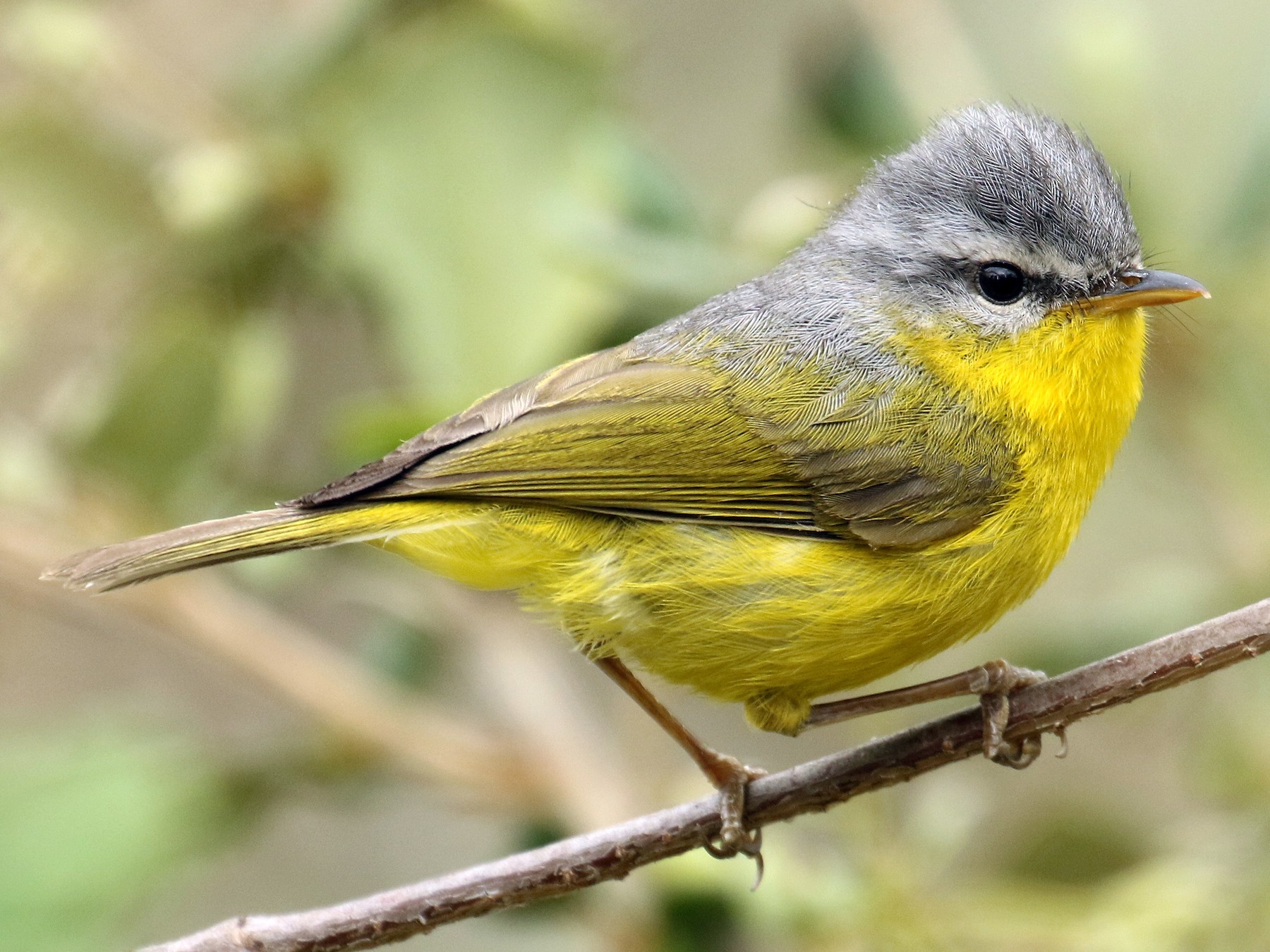 Grayhooded Warbler eBird