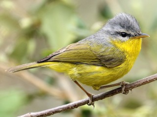  - Gray-hooded Warbler