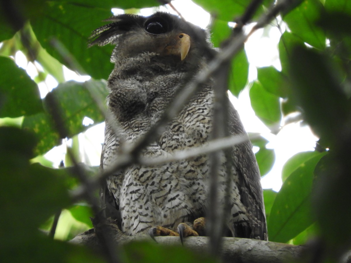 Barred Eagle-Owl - ML169833641