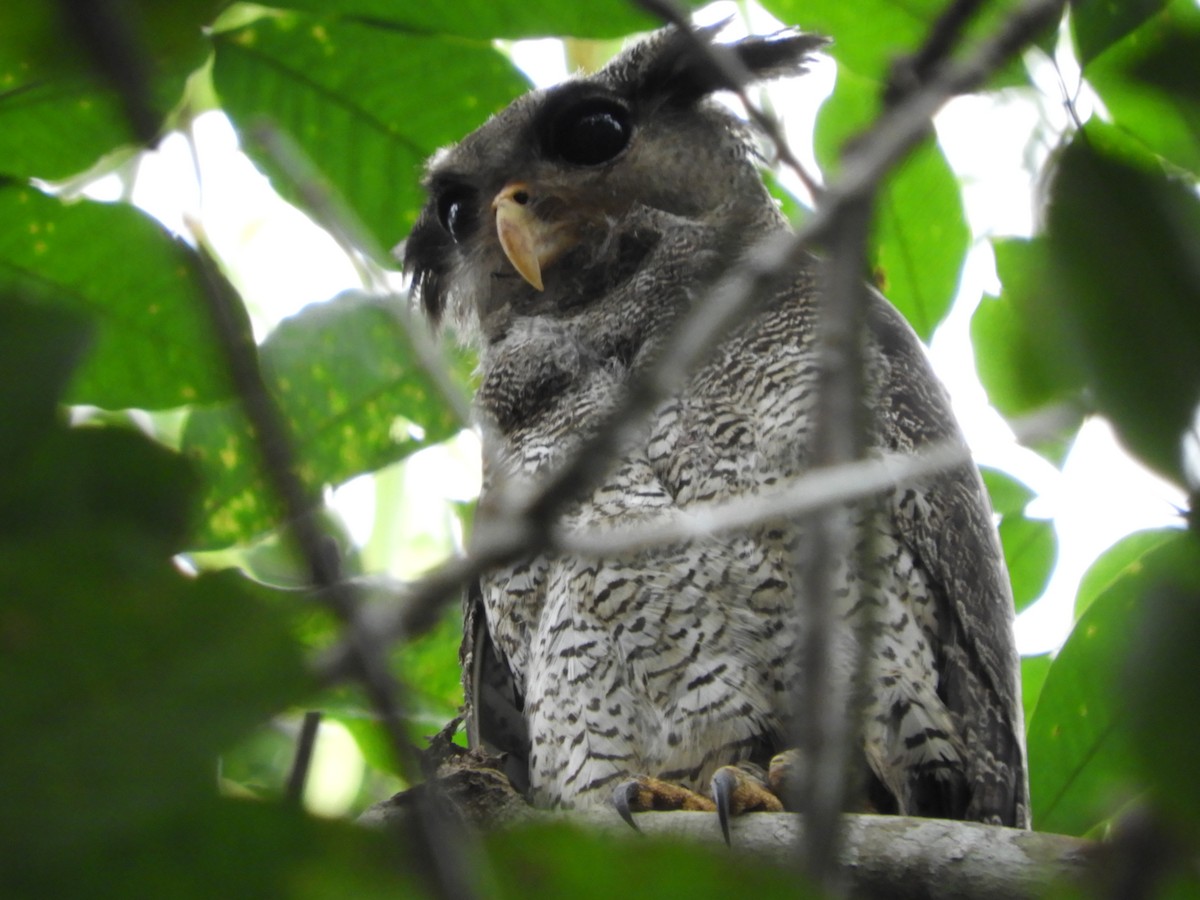 Barred Eagle-Owl - ML169833651