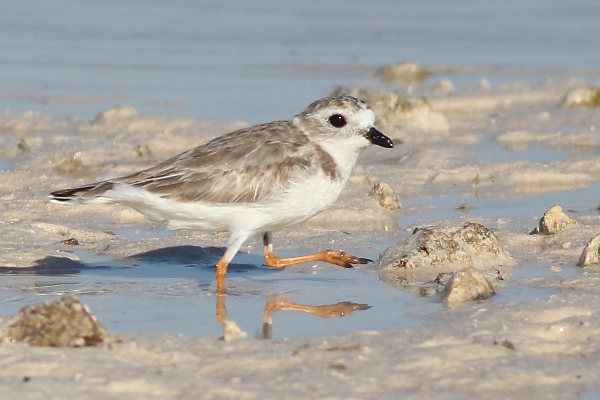 Piping Plover - Mark L. Hoffman