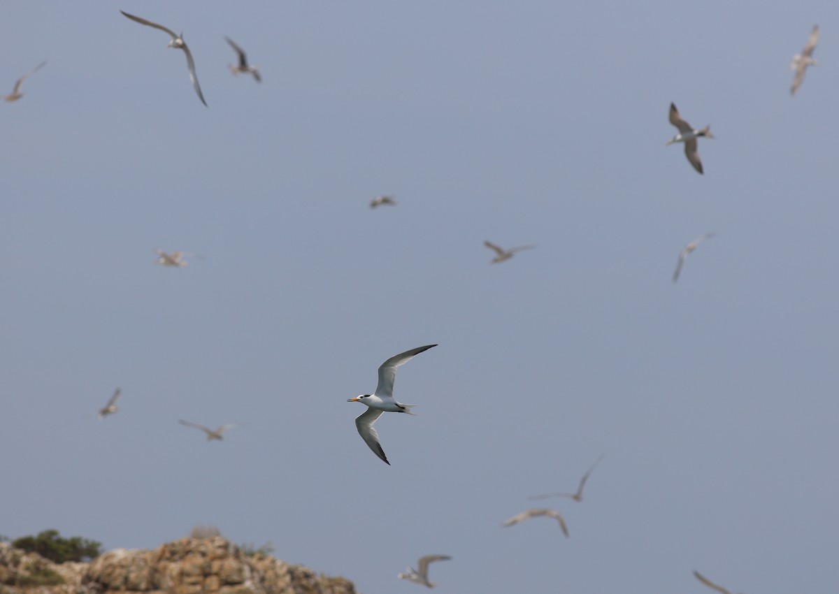 Chinese Crested Tern - ML169836421