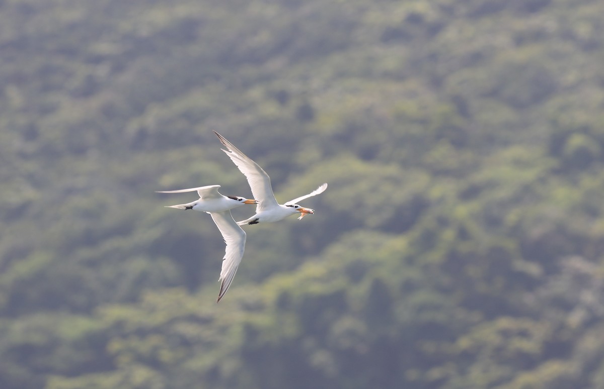 Chinese Crested Tern - ML169836461