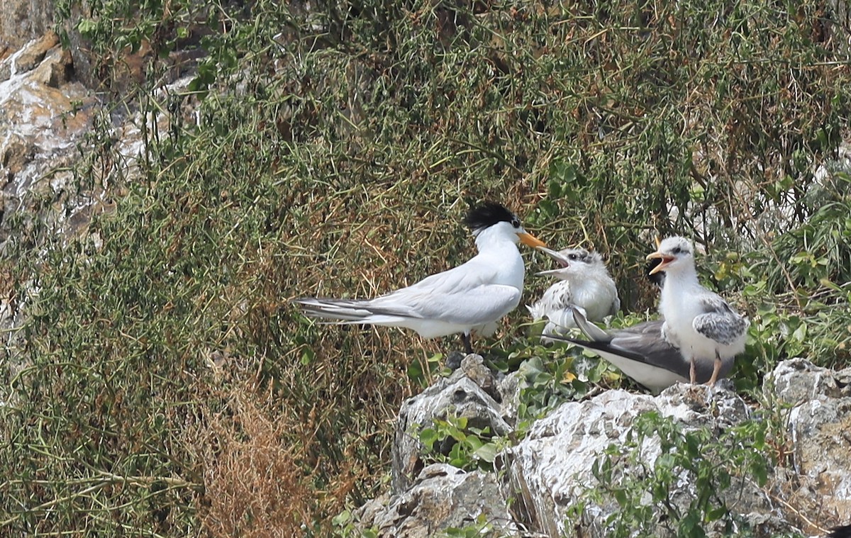 Chinese Crested Tern - ML169836471