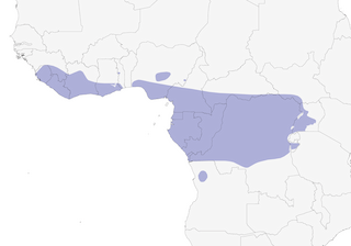 Distribution of the Dusky-blue Flycatcher - Range Map