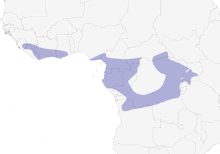 Distribution of the Gray-throated Tit-Flycatcher - Range Map