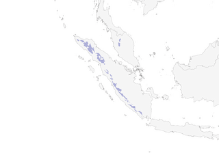 Distribution of the Rufous-vented Niltava - Range Map