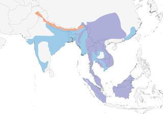 Distribution of the Verditer Flycatcher - Range Map