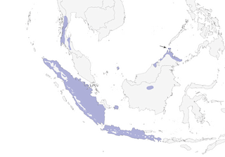Distribution of the Fulvous-chested Jungle-Flycatcher - Range Map