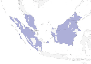 Distribution of the Gray-chested Jungle-Flycatcher - Range Map