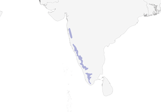 Distribution of the White-bellied Blue Flycatcher - Range Map