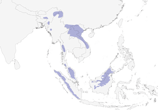 Distribution of the White-tailed Flycatcher - Range Map