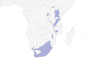 Distribution of the Cape Robin-Chat - Range Map
