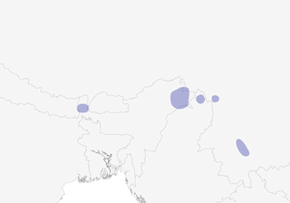 Distribution of the Rusty-bellied Shortwing - Range Map
