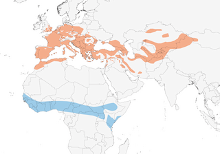 Distribution of the Common Nightingale - Range Map