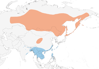 Distribution of the Siberian Rubythroat - Range Map