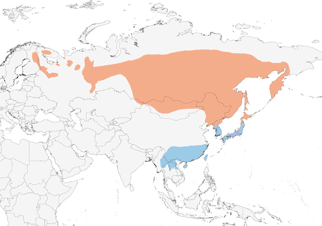 Red-flanked Bluetail - Species Range Map