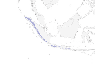 Distribution of the Sunda Forktail - Range Map