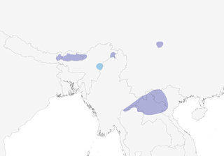 Distribution of the Blue-fronted Robin - Range Map