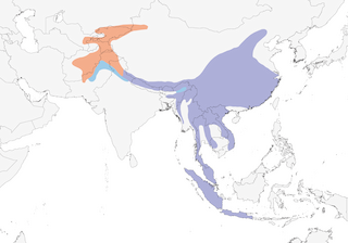 Distribution of the Blue Whistling-Thrush - Range Map