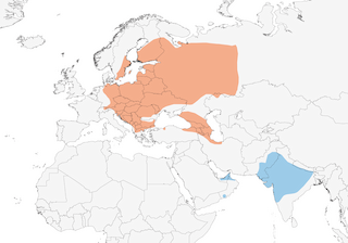 Distribution of the Red-breasted Flycatcher - Range Map