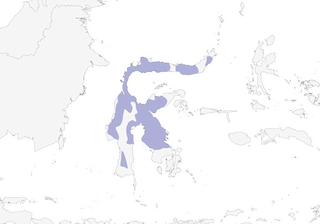 Distribution of the Rufous-throated Flycatcher - Range Map