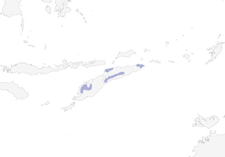 Distribution of the Black-banded Flycatcher - Range Map