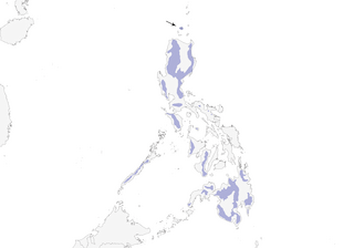 Distribution of the Bundok Flycatcher - Range Map