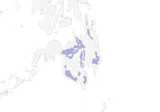 Distribution of the Cryptic Flycatcher - Range Map