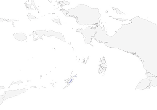 Distribution of the Tanimbar Flycatcher - Range Map