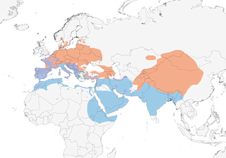 Distribution of the Black Redstart - Range Map