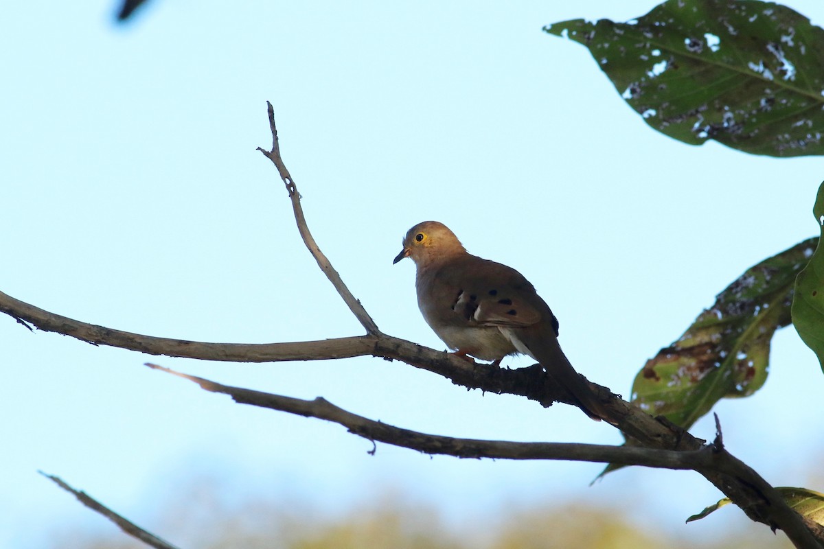 Long-tailed Ground Dove - ML169849341