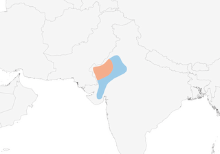 Distribution of the White-browed Bushchat - Range Map