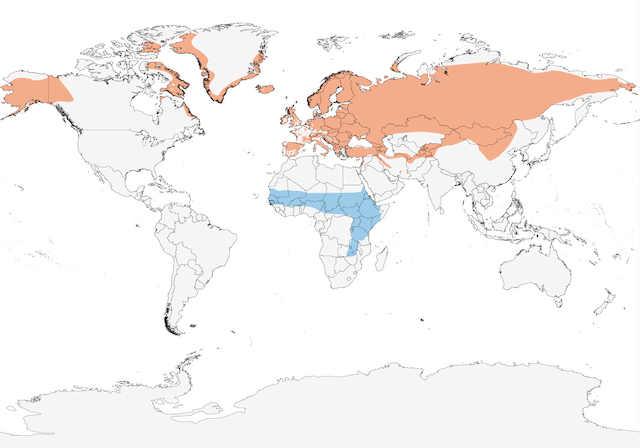 Distribution of the Northern Wheatear - Northern Wheatear - 