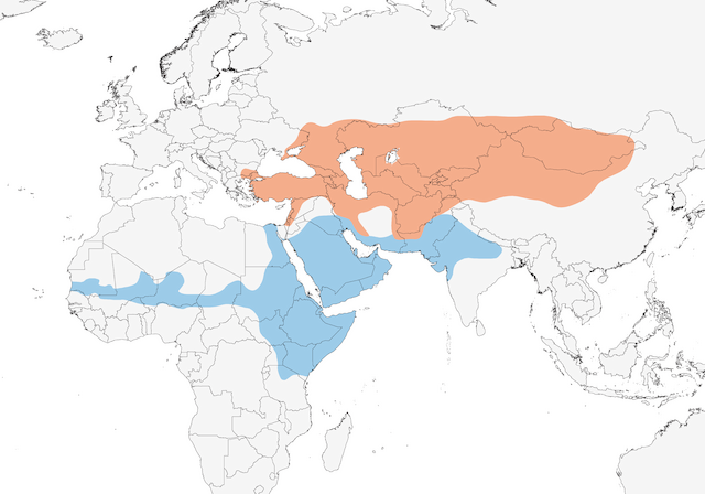 Distribution of the Isabelline Wheatear - Isabelline Wheatear - 