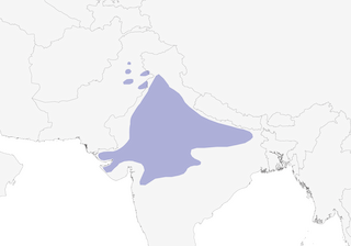 Distribution of the Indian Chat - Range Map
