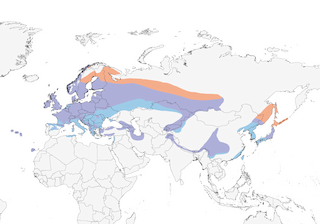 Distribution of the Goldcrest - Range Map