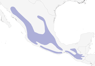 Distribution of the Gray Silky-flycatcher - Range Map