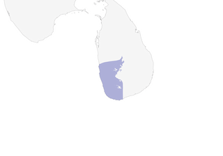 Distribution of the White-throated Flowerpecker - Range Map