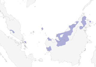 Distribution of the Brown-backed Flowerpecker - Range Map