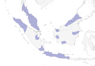 Distribution of the Long-billed Spiderhunter - Range Map