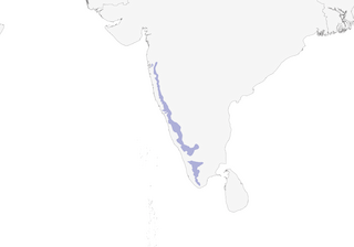 Distribution of the Crimson-backed Sunbird - Range Map