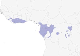 Distribution of the Tiny Sunbird - Range Map